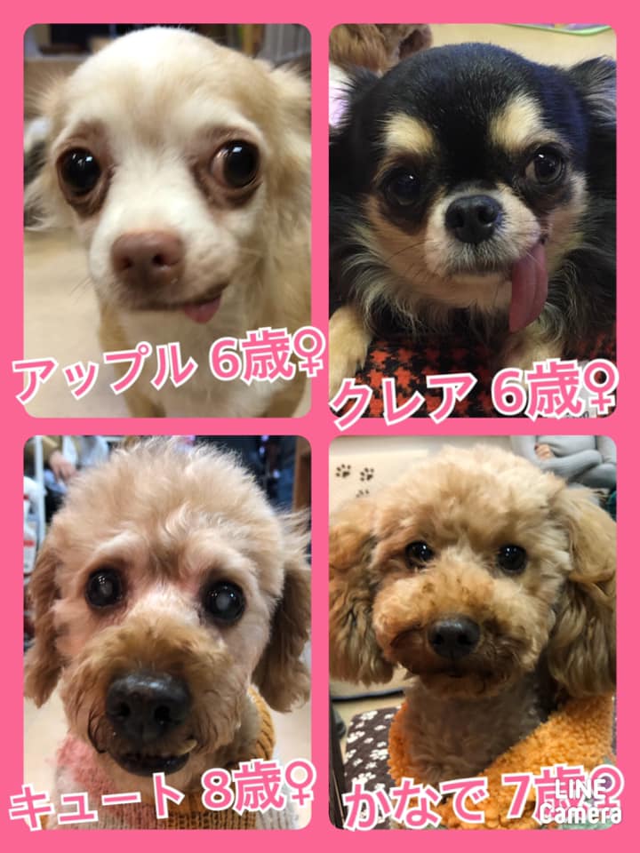 🐾今日の里親様募集中ワンコ🐶メンバーです🐾2020,11,30